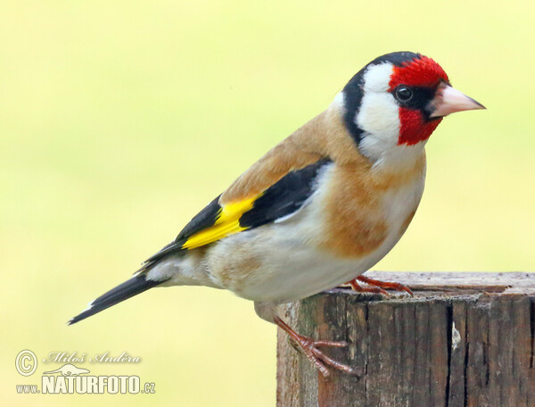 Stieglitz (Carduelis carduelis)