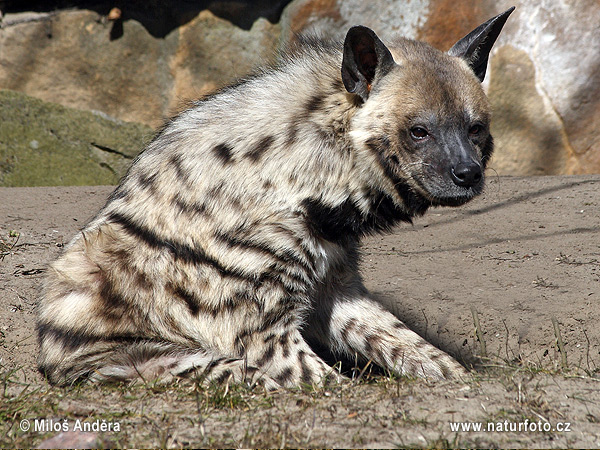 Streifenhyäne (Hyaena hyaena)