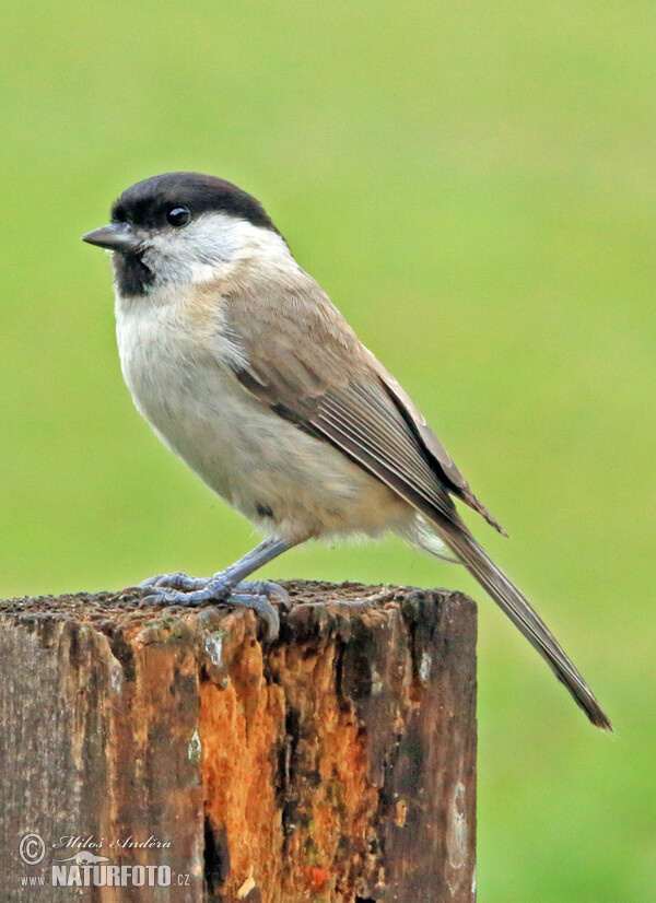 Sumpfmeise, Nonnenmeise (Parus palustris)