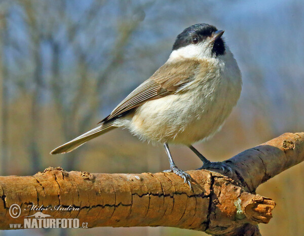 Sumpfmeise, Nonnenmeise (Parus palustris)