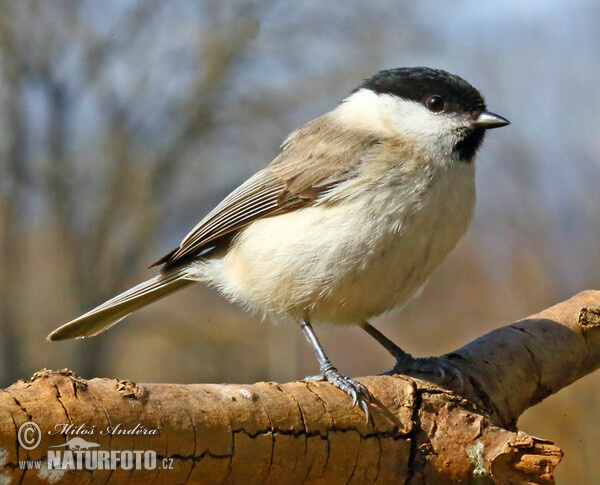 Sumpfmeise, Nonnenmeise (Parus palustris)