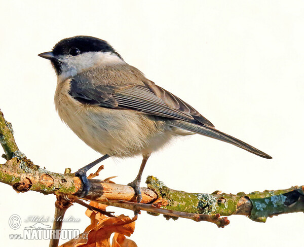 Sumpfmeise, Nonnenmeise (Parus palustris)