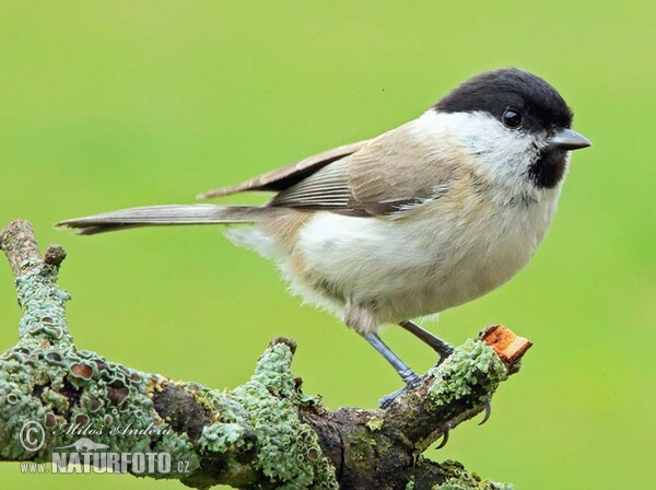 Sumpfmeise, Nonnenmeise (Parus palustris)