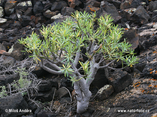 Wolfsmilch (Euphorbia obtusifolia)