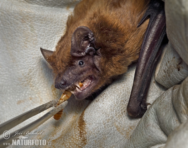 Abendsegler (Nyctalus noctula)