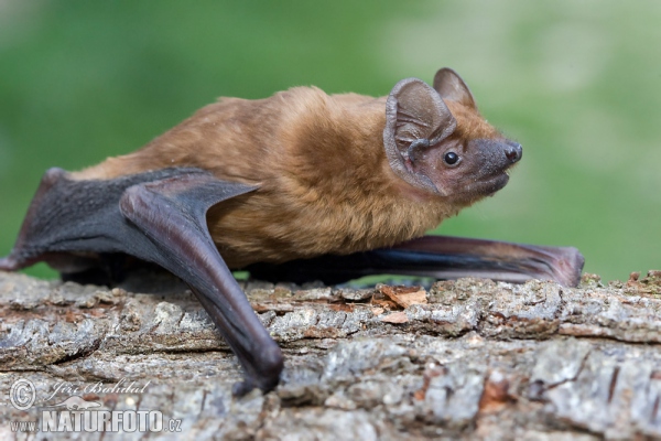 Abendsegler (Nyctalus noctula)