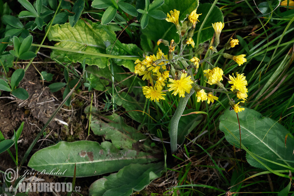 Abgebissener Pippau (Crepis praemorsa)
