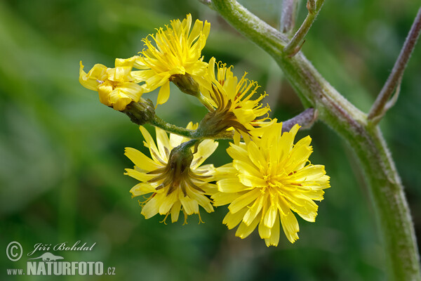 Abgebissener Pippau (Crepis praemorsa)