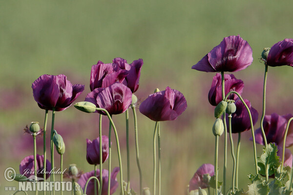 Achlafmohn (Papaver somniferum)