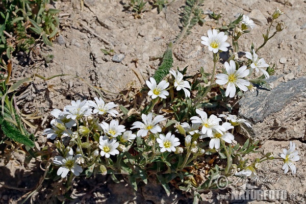 Acker-Hornkraut (Cerastium arvense)