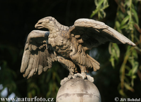 Adler (Statua)