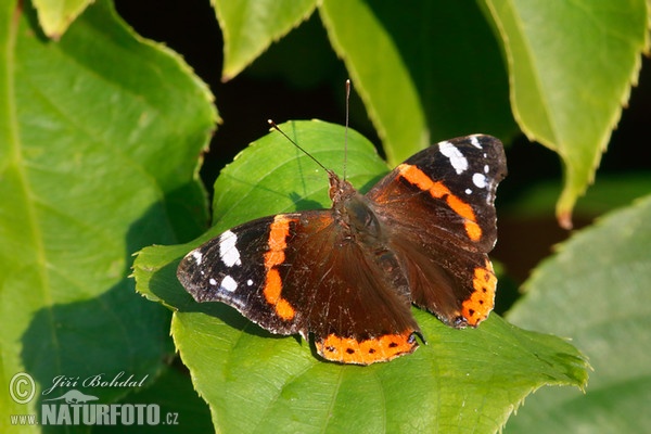 Admiral (Vanessa atalanta)