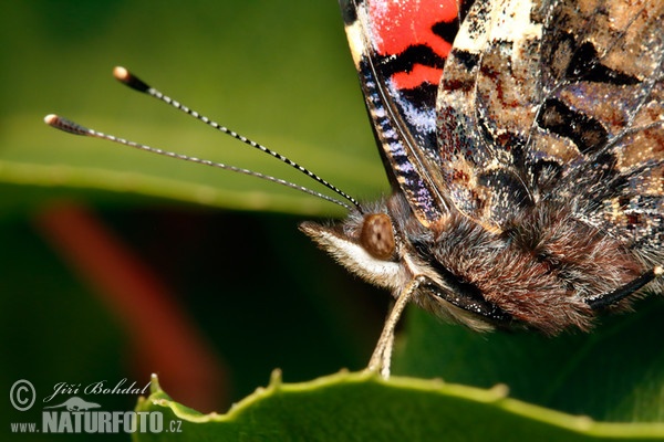 Admiral (Vanessa atalanta)