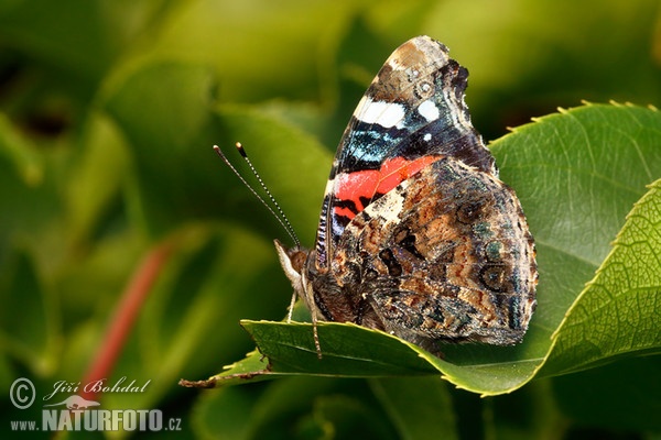 Admiral (Vanessa atalanta)