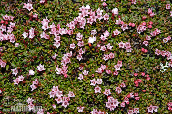 Alpenazalee (Loiseleuria procumbens)