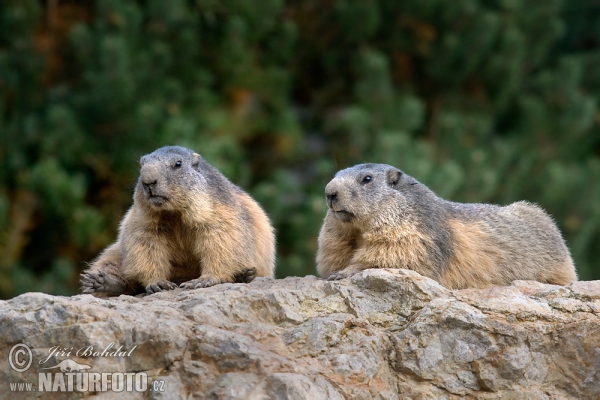 Alpenmurmeltier (Marmota marmota)