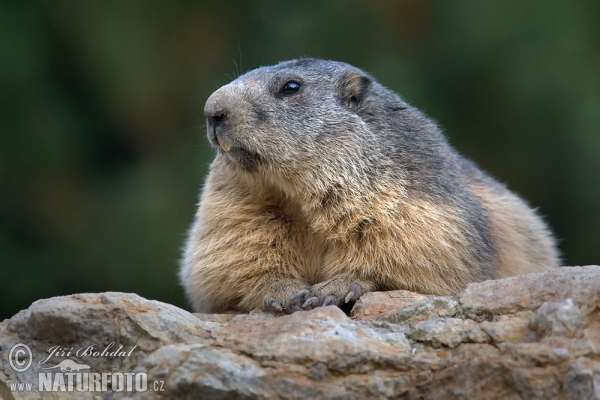 Alpenmurmeltier (Marmota marmota)