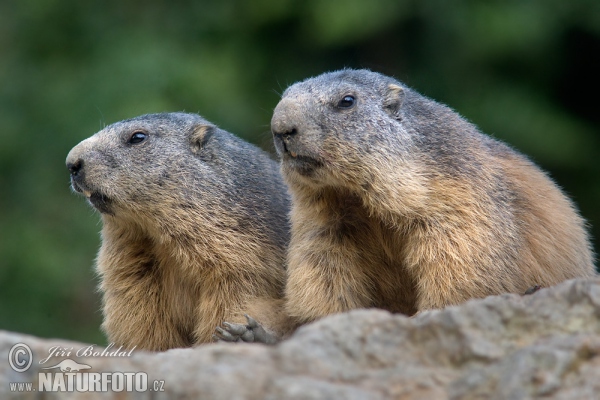 Alpenmurmeltier (Marmota marmota)