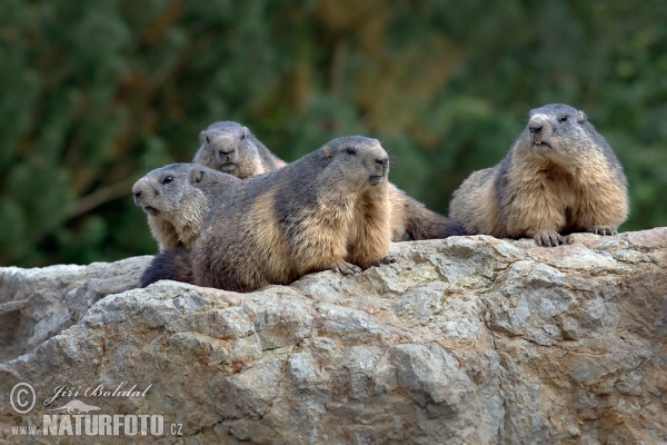 Alpenmurmeltier (Marmota marmota)