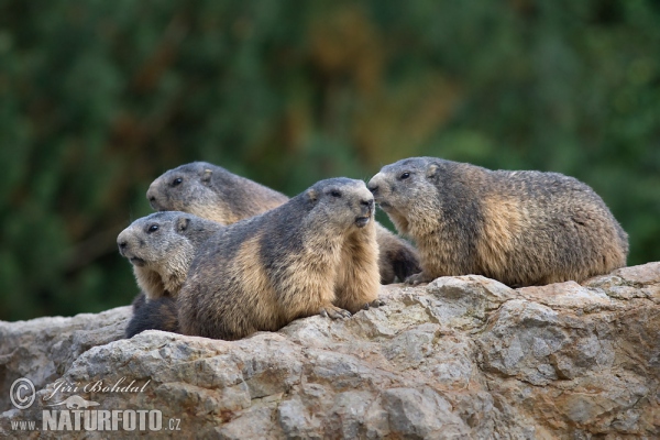 Alpenmurmeltier (Marmota marmota)