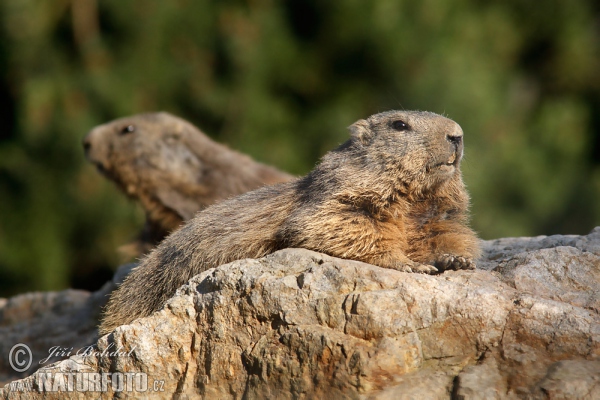 Alpenmurmeltier (Marmota marmota)