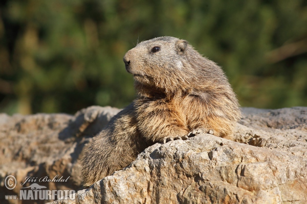 Alpenmurmeltier (Marmota marmota)