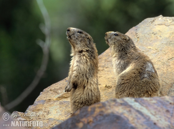 Alpenmurmeltier (Marmota marmota)