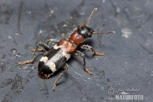 Ameisenbuntkäfer (Thanasimus formicarius)