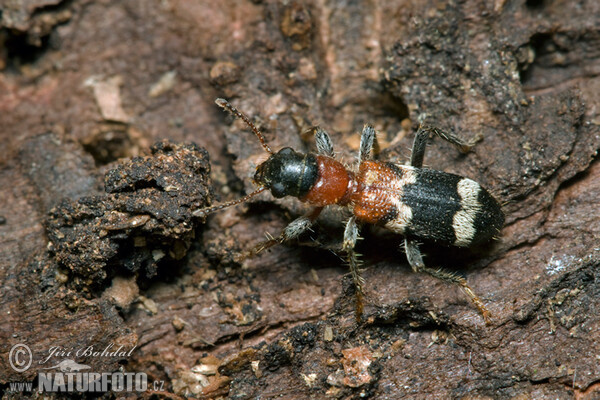 Ameisenbuntkäfer (Thanasimus formicarius)