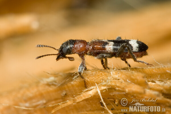 Ameisenbuntkäfer (Thanasimus formicarius)