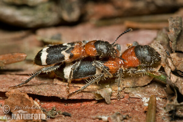 Ameisenbuntkäfer (Thanasimus formicarius)