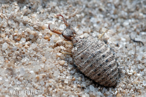 Ameisenlöwe (Myrmeleo sp.)