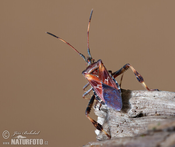 Amerikanische Zapfenwanze (Leptoglossus occidentalis)