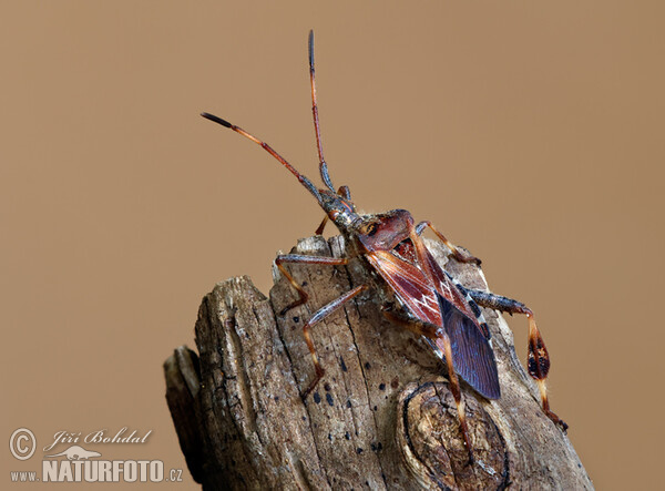 Amerikanische Zapfenwanze (Leptoglossus occidentalis)