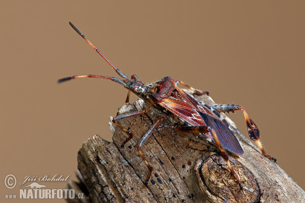 Amerikanische Zapfenwanze (Leptoglossus occidentalis)