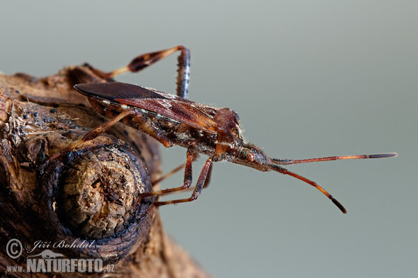 Amerikanische Zapfenwanze (Leptoglossus occidentalis)