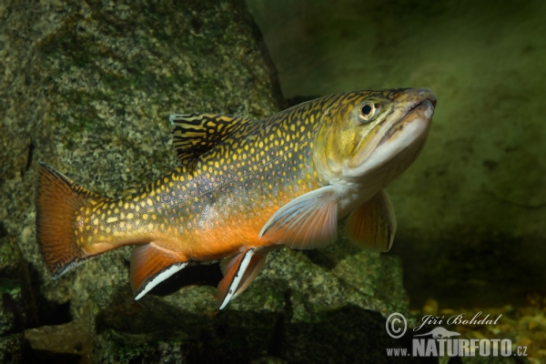 Amerikanischer Bachsaibling (Salvelinus fontinalis)