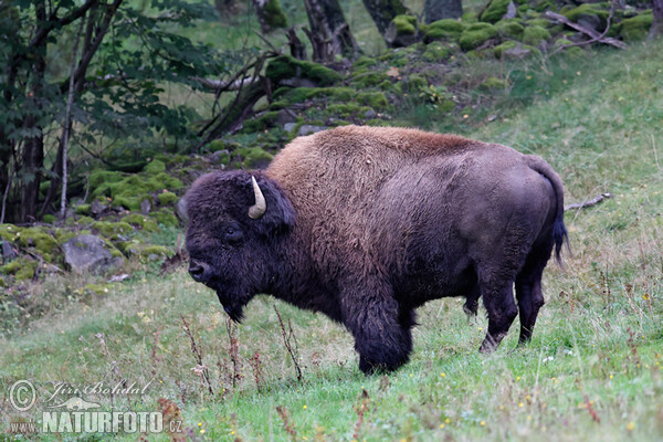 Amerikanischer Bison (Bison bison)