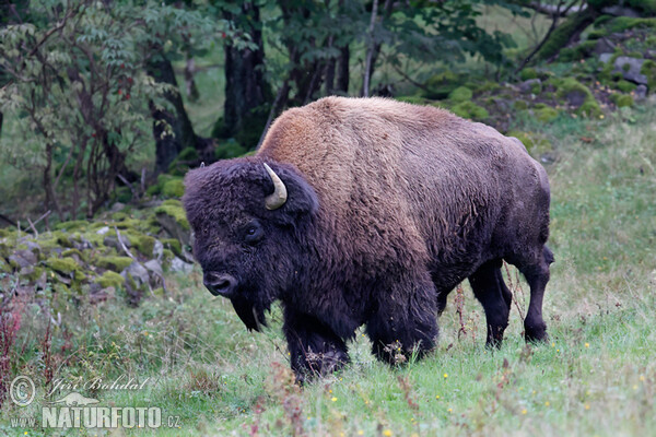 Amerikanischer Bison (Bison bison)