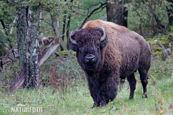 Amerikanischer Bison (Bison bison)