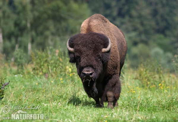 Amerikanischer Bison (Bison bison)