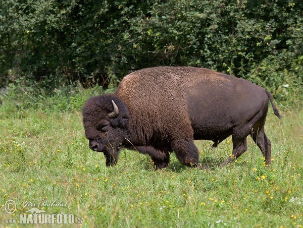Amerikanischer Bison (Bison bison)