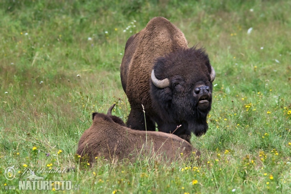 Amerikanischer Bison (Bison bison)