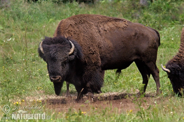 Amerikanischer Bison (Bison bison)