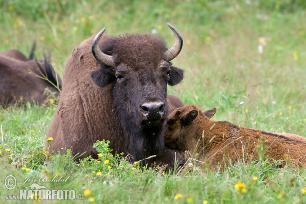 Amerikanischer Bison (Bison bison)