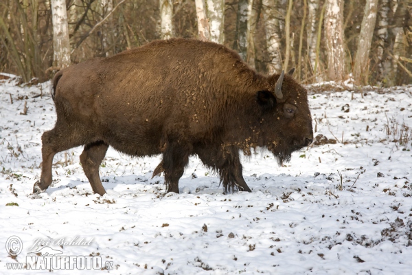 Amerikanischer Bison (Bison bison)