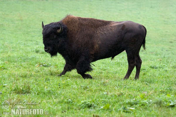 Amerikanischer Bison (Bison bison)