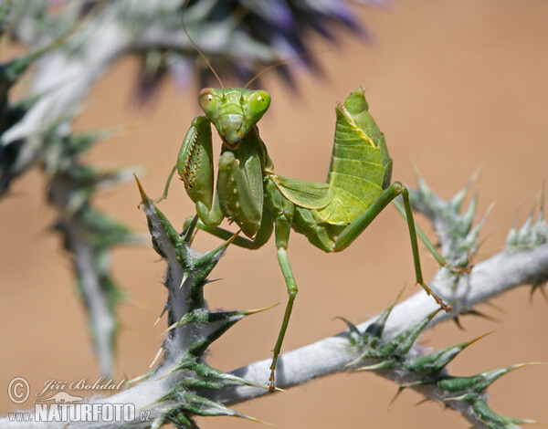 Anbeterin (Ameles spallanzania)