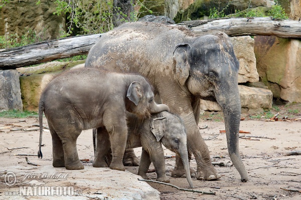 Asiatische Elefant (Elephas maximus)