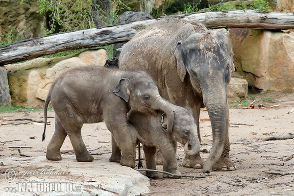 Asiatische Elefant (Elephas maximus)